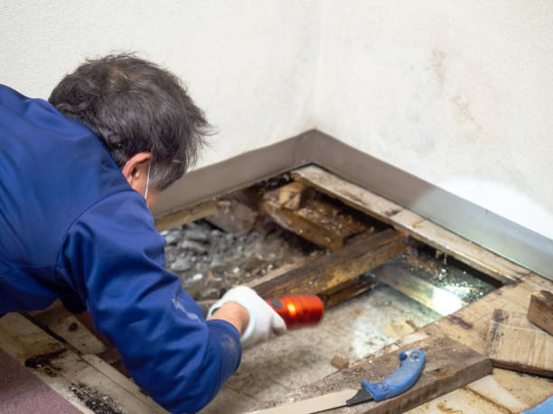 Best Crawl Space Mold Remediation in Point Venture, TX