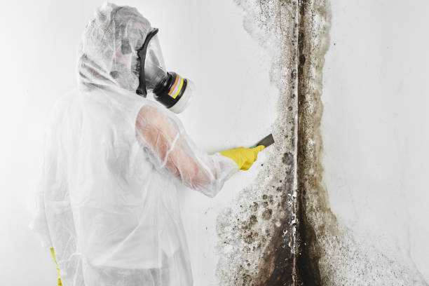 Best Basement Mold Remediation in Point Venture, TX