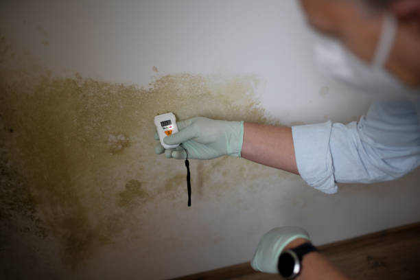 Best Industrial Mold Remediation in Point Venture, TX