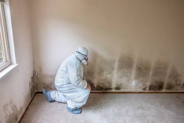 Best DIY Mold Remediation Support Services in Point Venture, TX