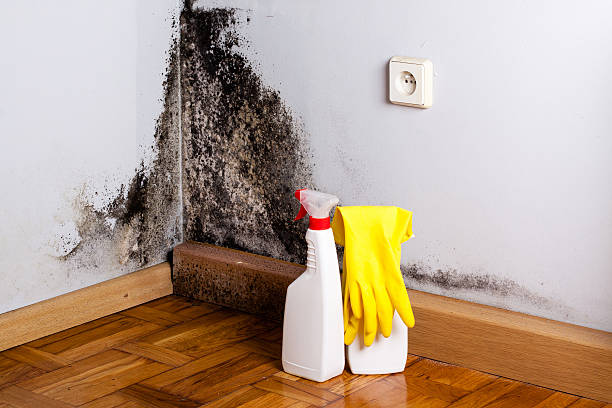 Best Insurance-Related Mold Remediation in Point Venture, TX