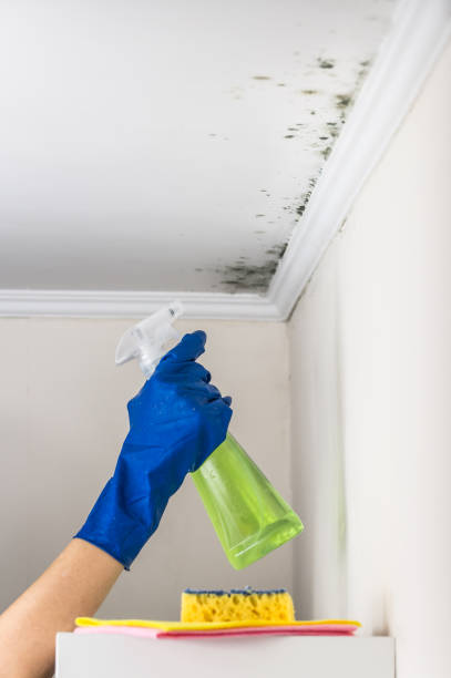Best Post-Flood Mold Remediation in Point Venture, TX