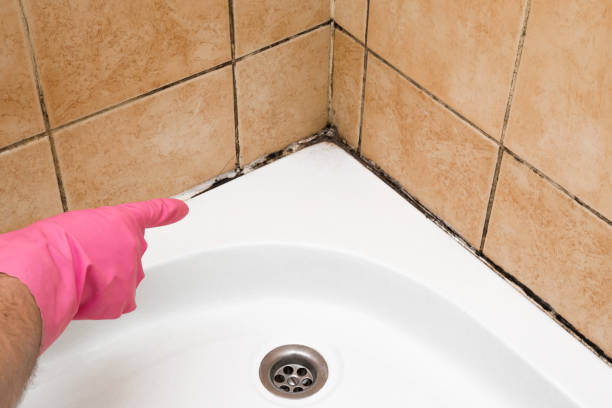 Best Bathroom Mold Remediation in Point Venture, TX